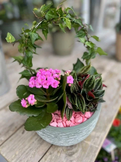 Pink Planted Arrangement - A lovely pink planted arrangement with Kalanchoe, Ivy, and a variegated houseplant.