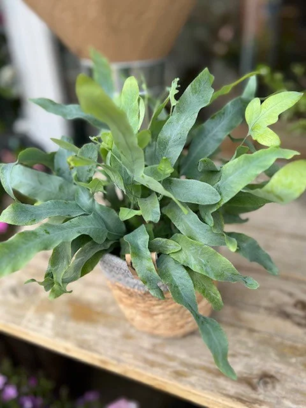Phlebodium Plant in a Woven Basket