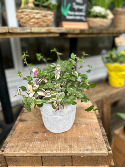 Houseplant in a handmade concrete pot - A beautiful variegated houseplant in a handmade concrete pot.