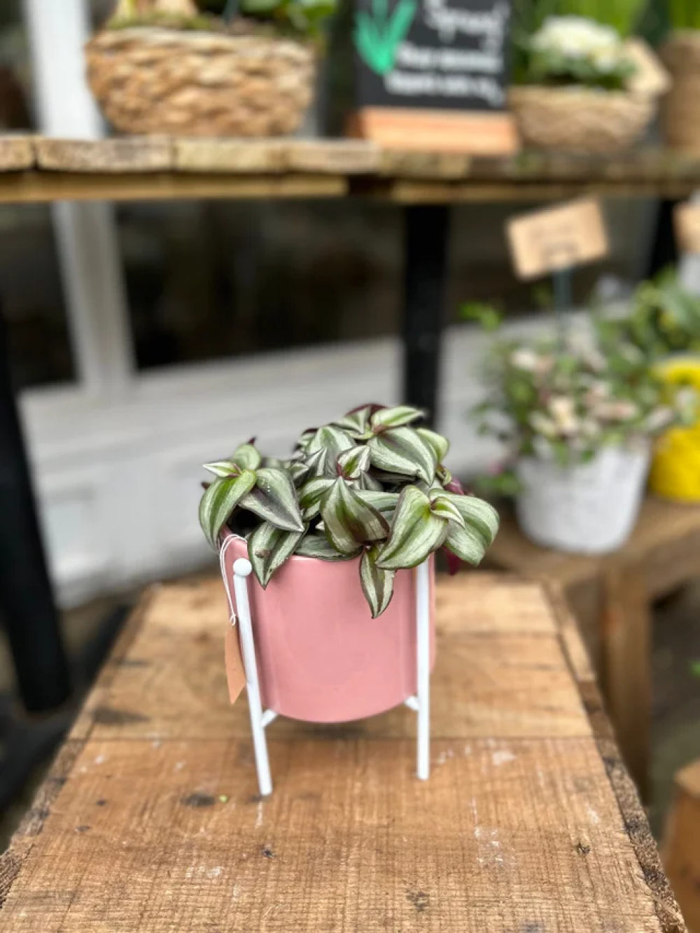 Houseplant on Stand