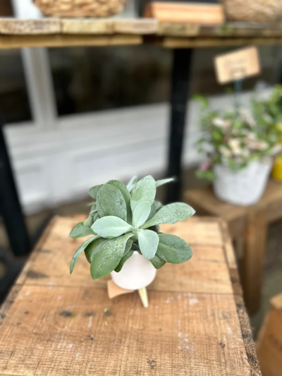 Miniature Houseplant - Cute mini houseplants - available in 3 different options!