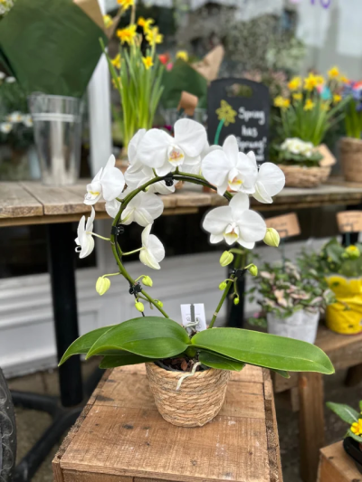 White Orchid Hoop Plant - A stunning white hoop Orchid in a woven basket pot.