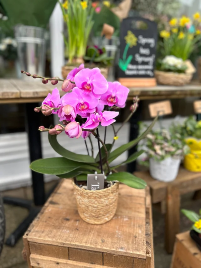 Pink Orchid Plant - A striking pink Orchid plant in a woven basket pot.