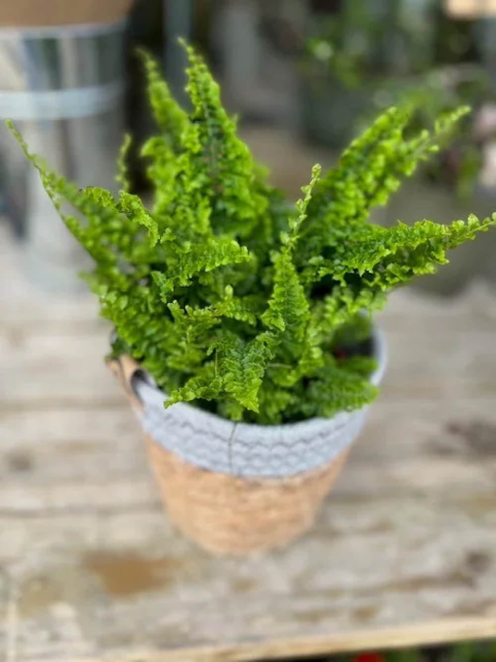 Fern Plant in a Woven Basket pot